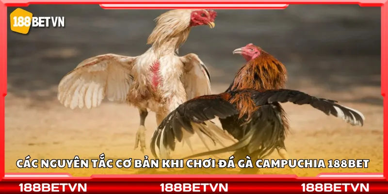Các nguyên tắc cơ bản khi chơi đá gà Campuchia 188Bet 