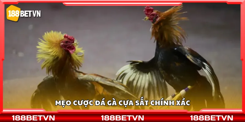 Mẹo cược đá gà cựa sắt chính xác