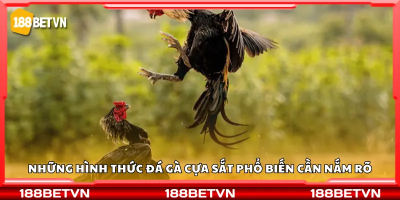 Những hình thức đá gà cựa sắt phổ biến cần nắm rõ