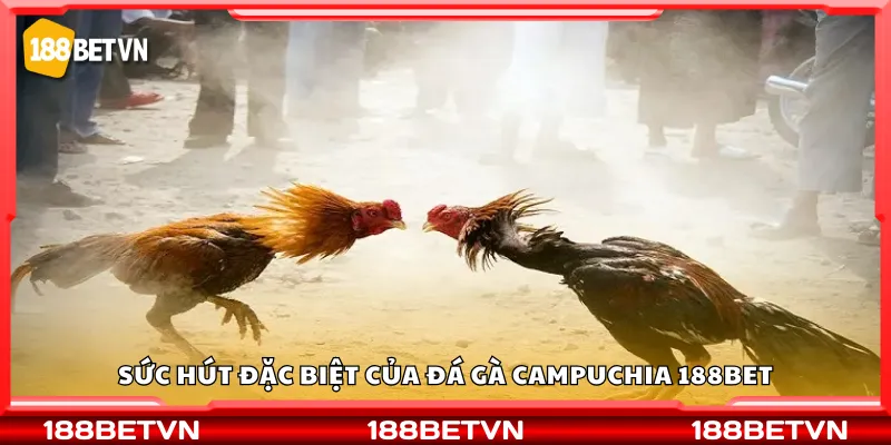 Sức hút đặc biệt của đá gà Campuchia 188Bet