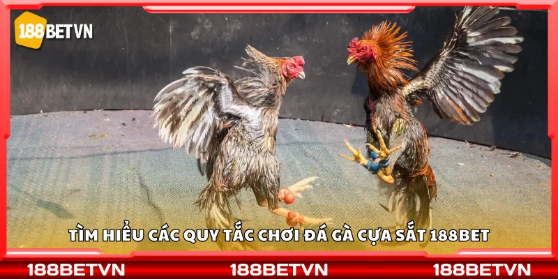 Tìm hiểu các quy tắc chơi đá gà cựa sắt 188Bet